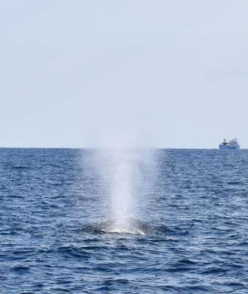 潮を吹くザトウクジラ＝５日、奄美大島近海