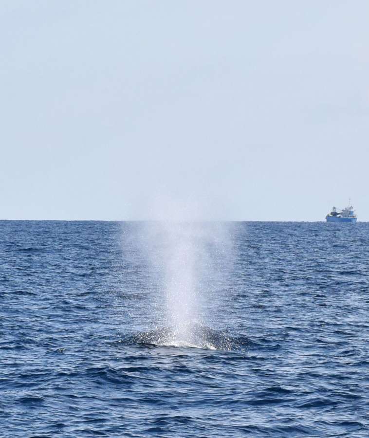潮を吹くザトウクジラ＝５日、奄美大島近海