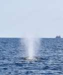 潮を吹くザトウクジラ＝５日、奄美大島近海