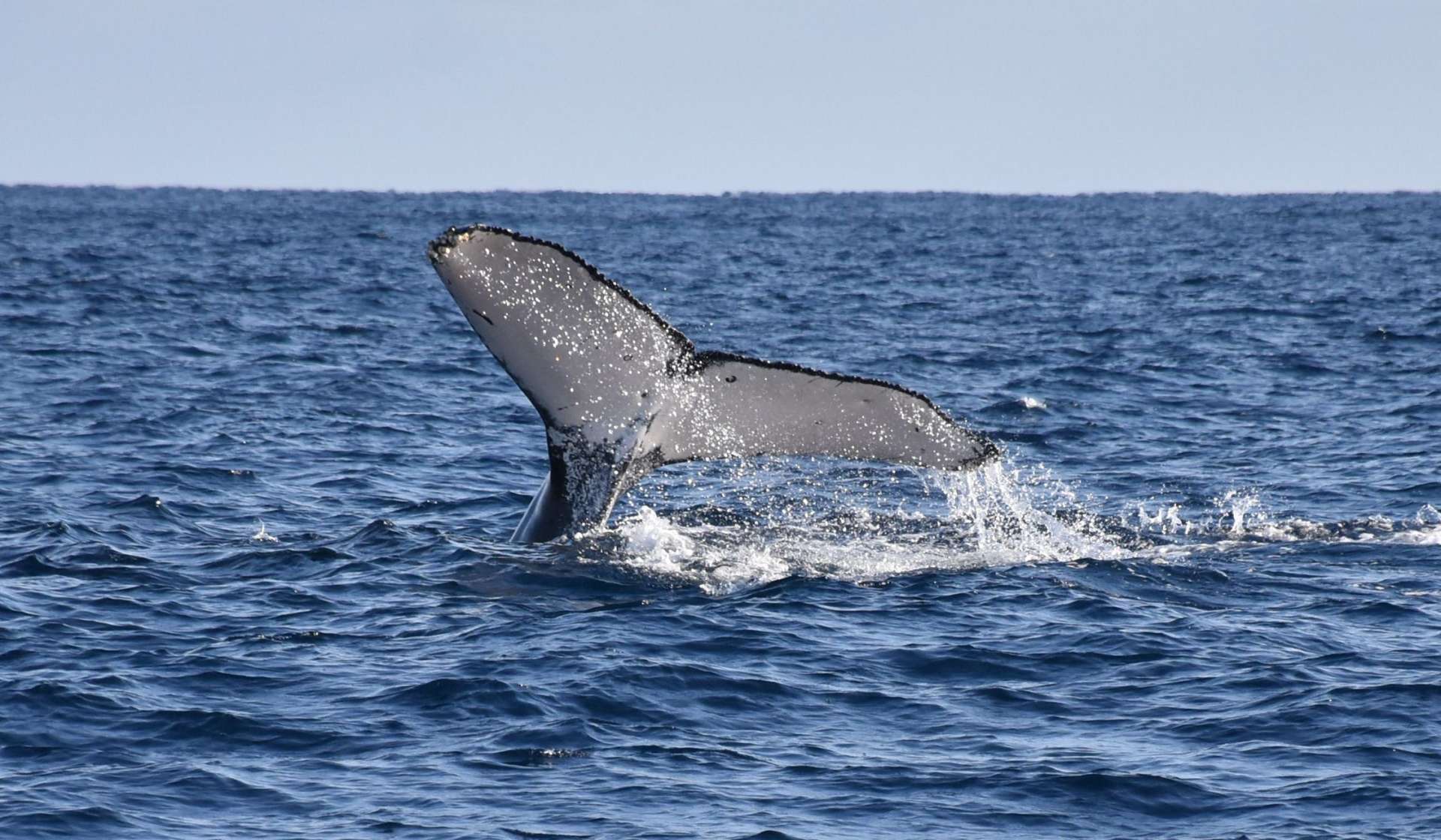 尾を上げるザトウクジラ＝５日、奄美大島近海