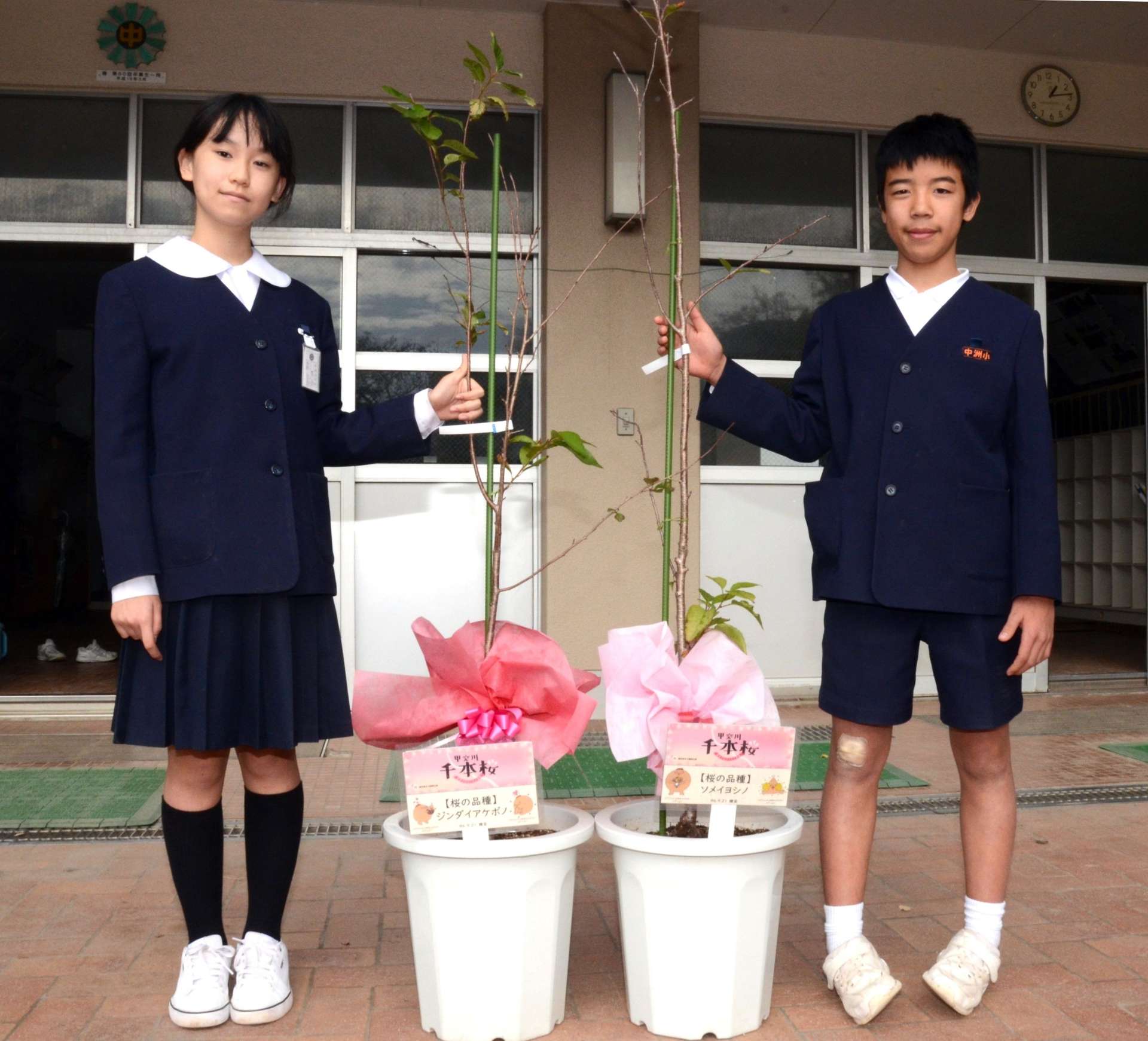 甲突川河畔に植えられるサクラの苗木を受け取った中洲小学校の西野恵真さん（左）と柚木陽さん＝鹿児島市上之園町