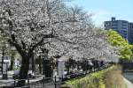 千本への復活が計画される甲突川沿いの桜並木＝鹿児島市