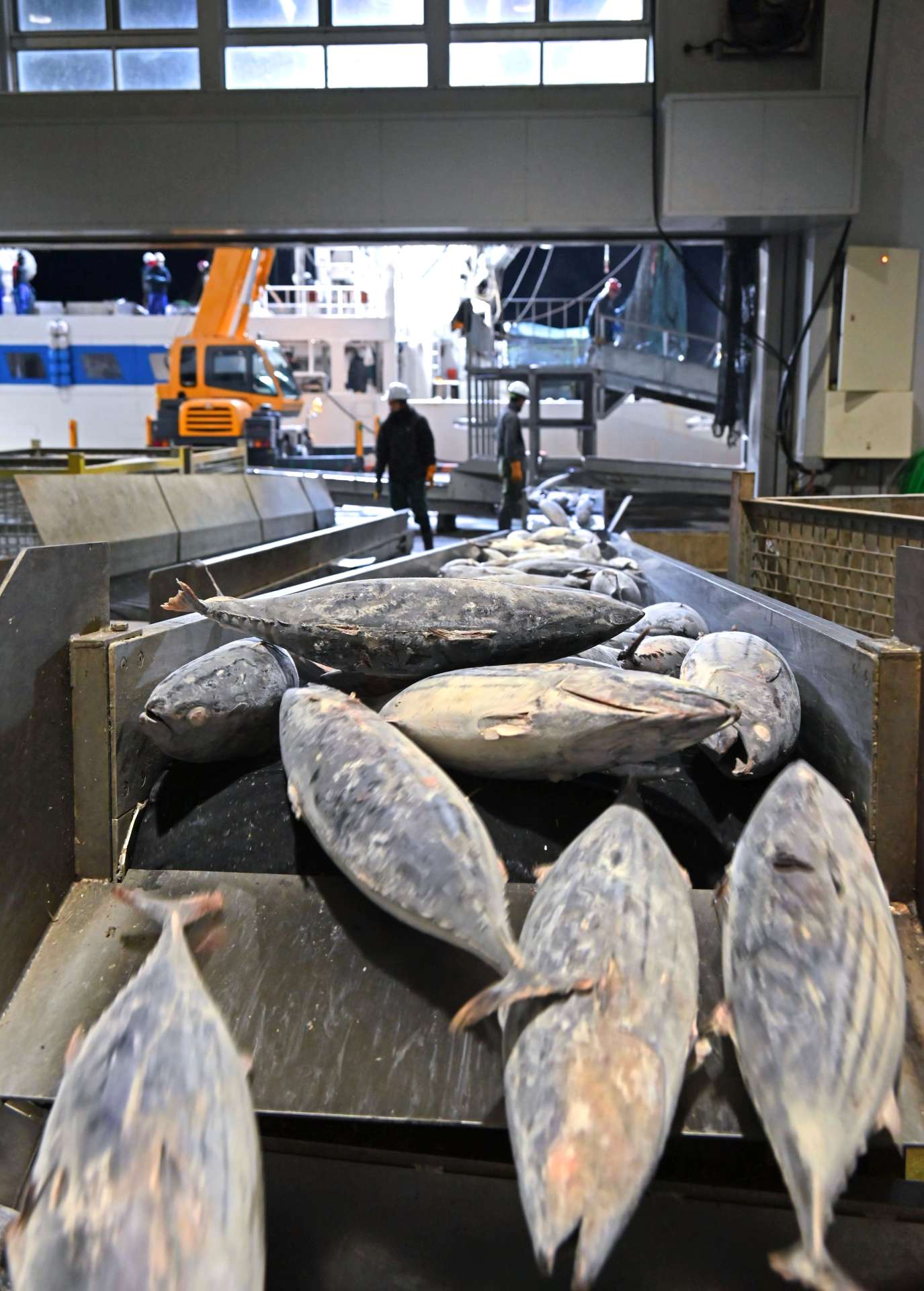 初競りのために水揚げされる冷凍カツオ＝１１日、枕崎市の枕崎漁港