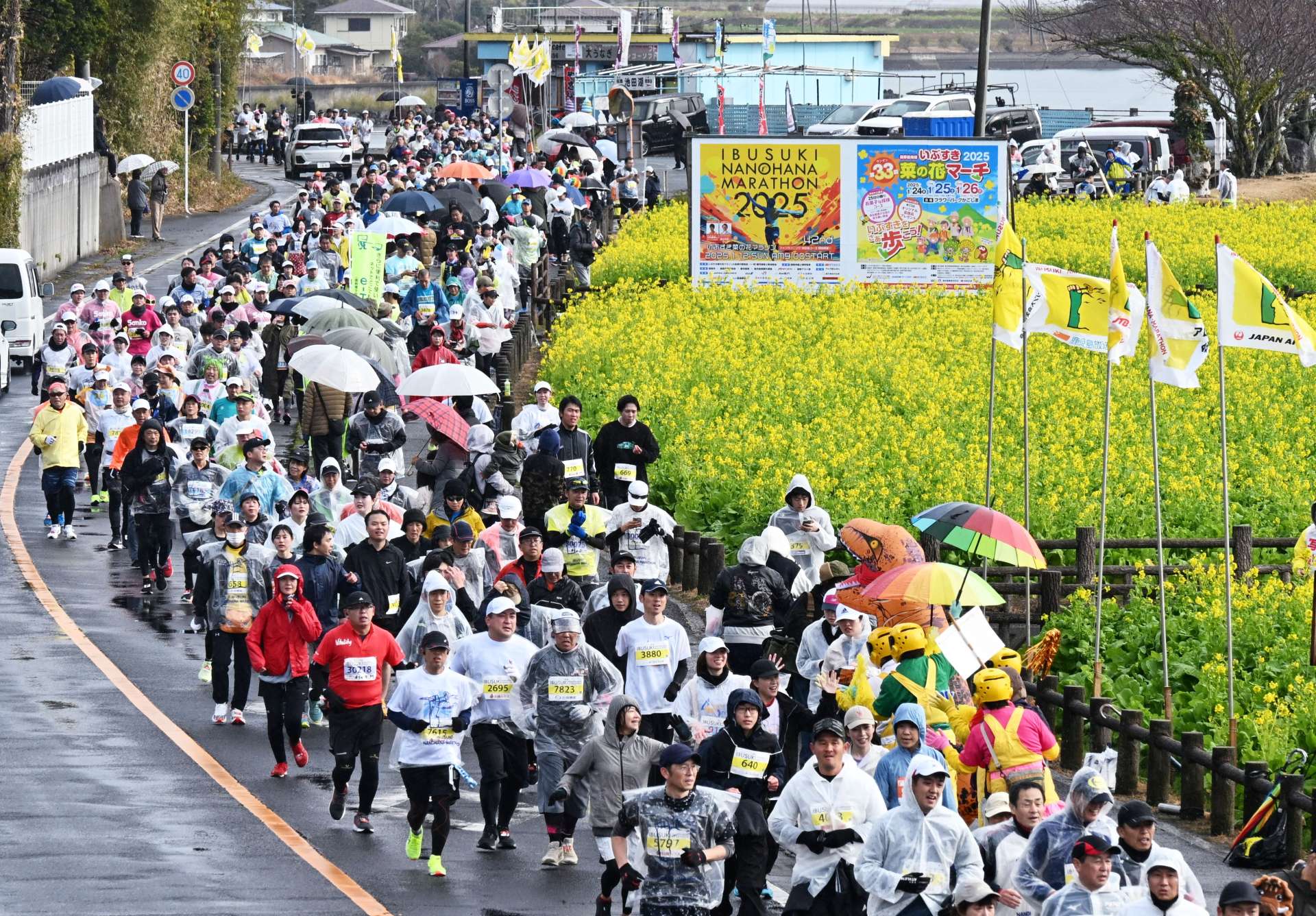 菜の花を眺めながら力走するランナー＝１２日、指宿市