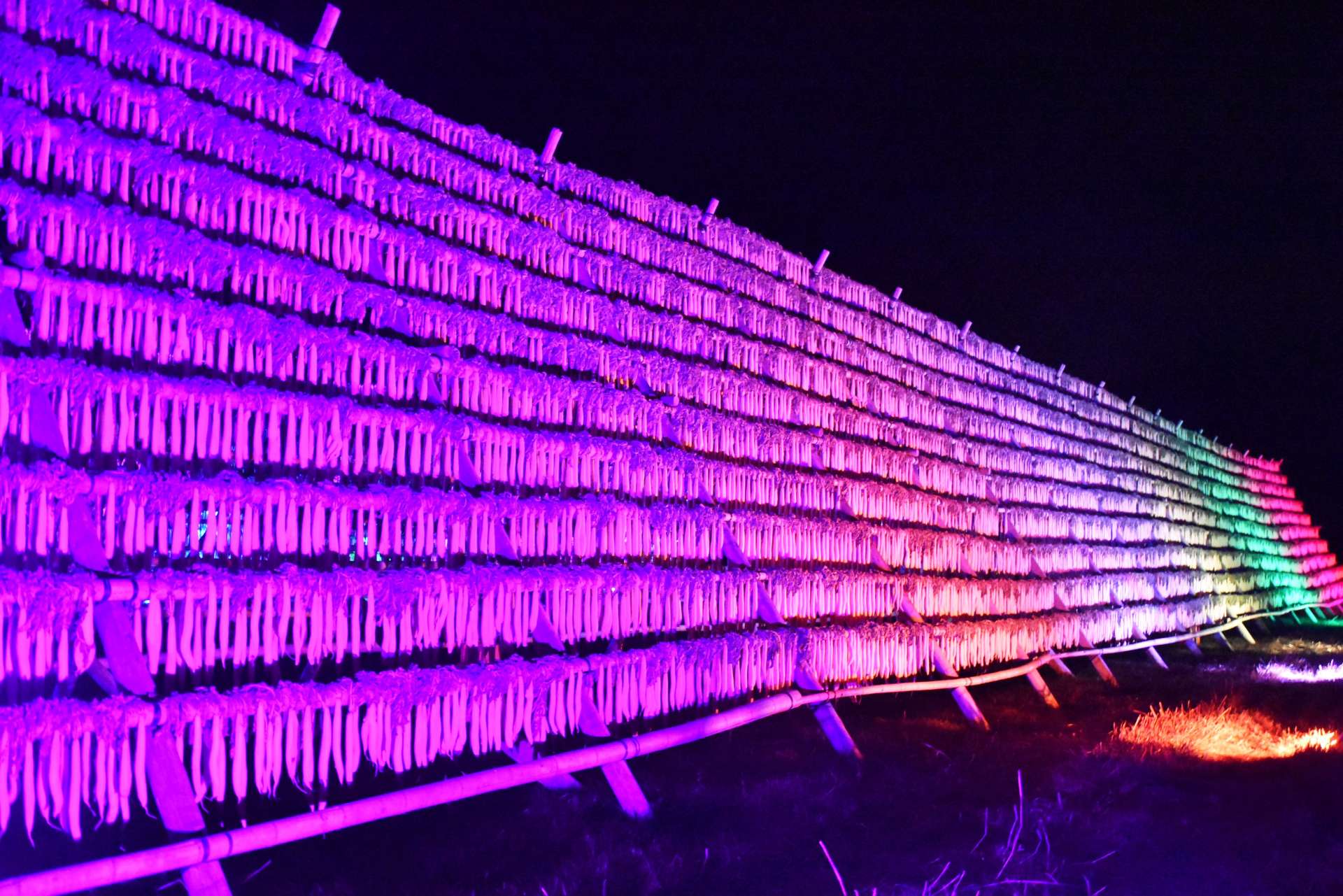 幻想的な光をまとう宿利原地区の大根やぐら＝１６日夜、錦江町神川