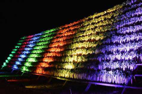 〈別カット〉幻想的な光をまとう宿利原地区の大根やぐら＝１６日夜、錦江町神川