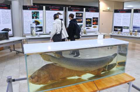 〈関連〉鹿児島県内各地に潜む外来魚について解説する企画展＝鹿児島市の鹿児島大中央図書館