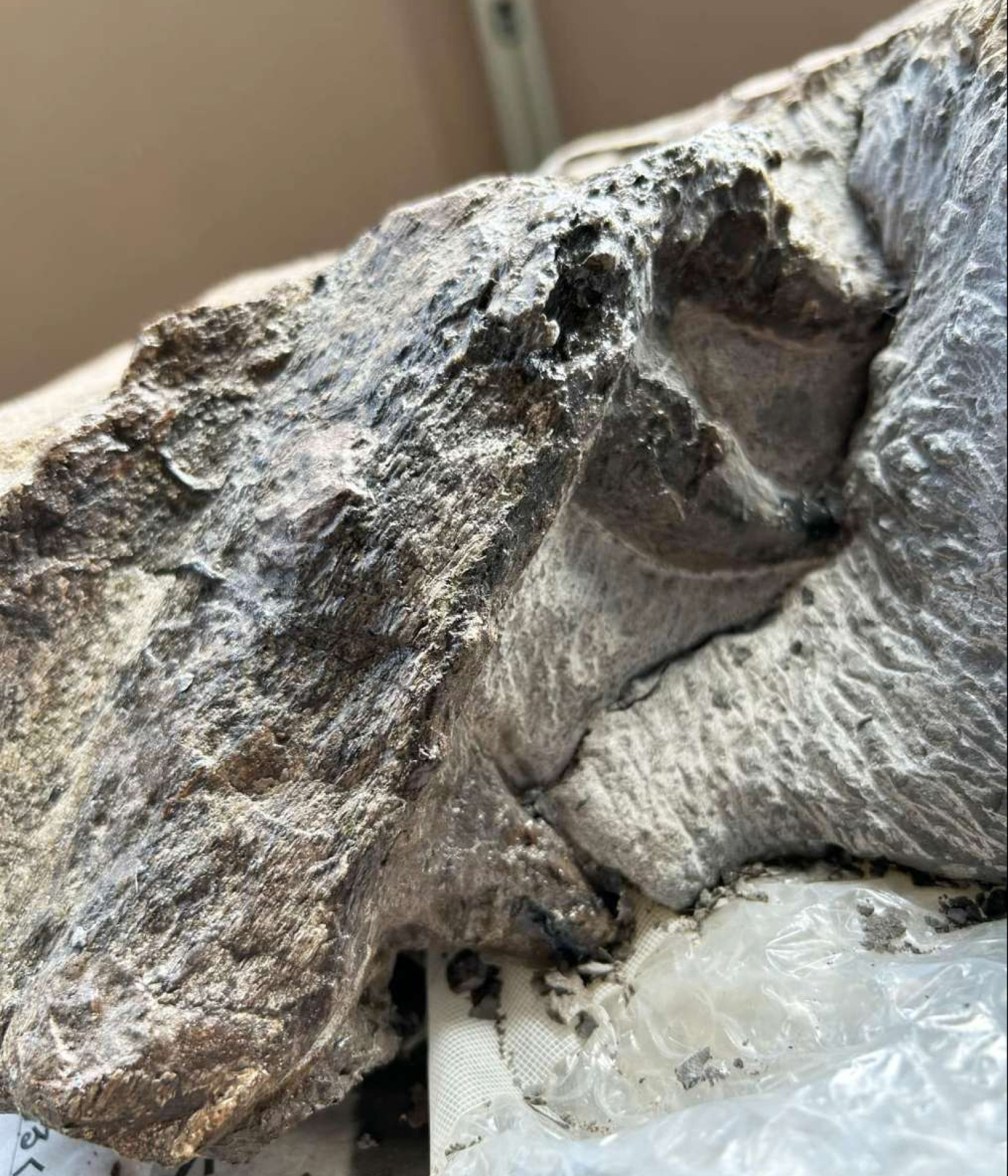 大阪府の和泉山脈で発掘したモササウルス類の上顎骨の化石