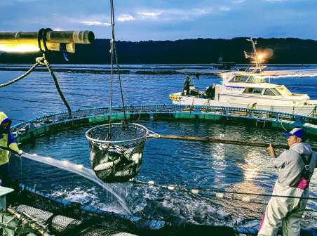 米国向けの農林水産物輸出額の６割強を占める養殖ブリ＝長島町の東町漁協（鹿児島県提供）