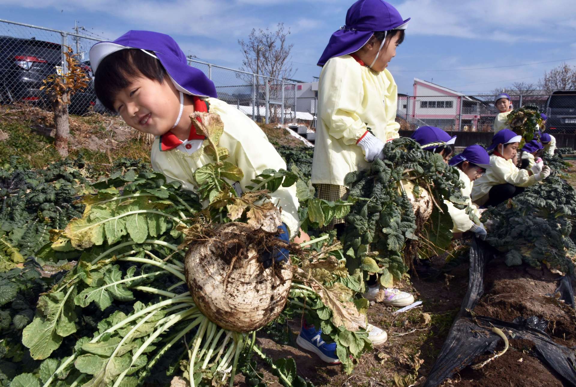 桜島大根を収穫する園児たち＝霧島市国分福島３丁目