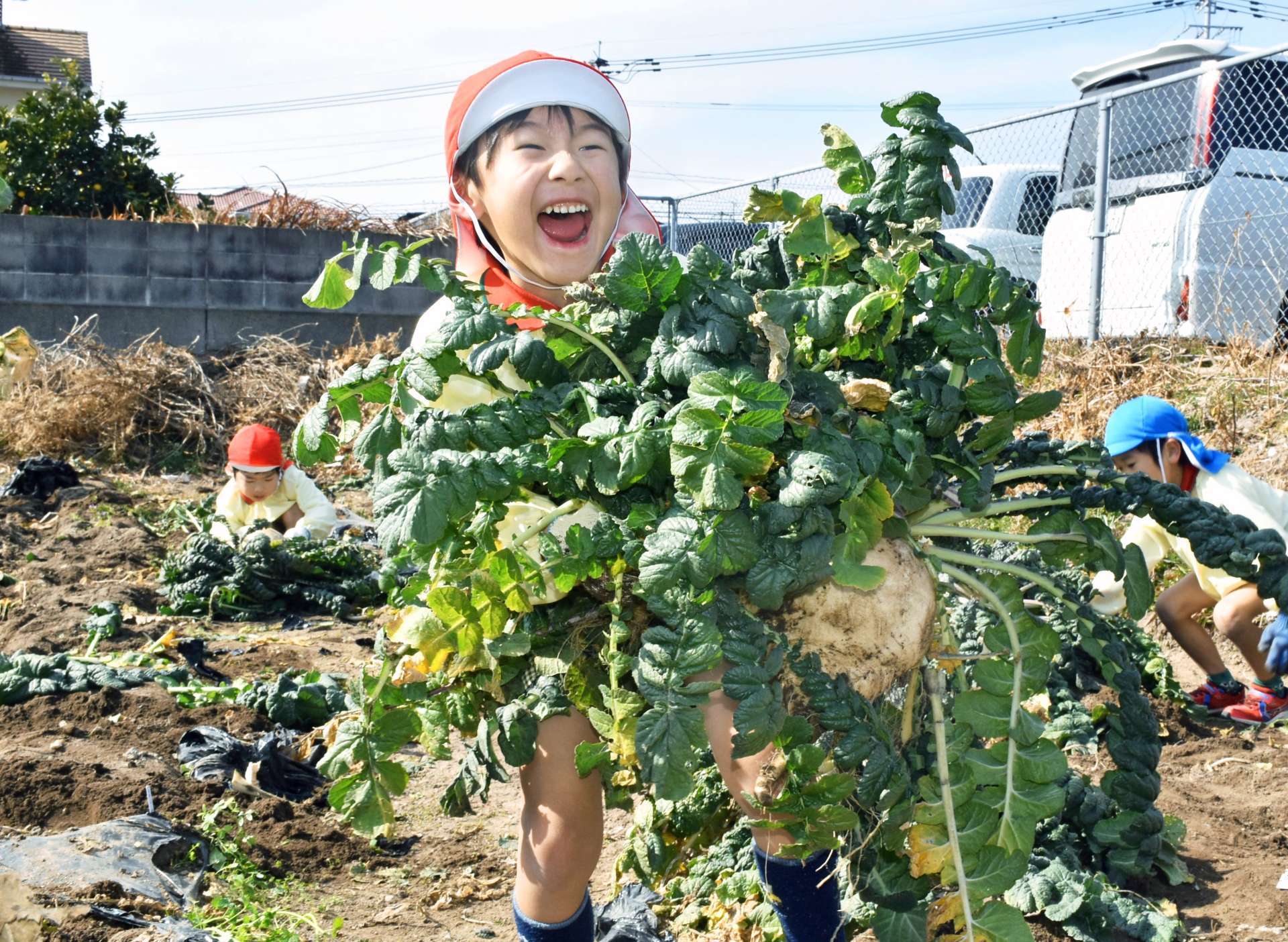 桜島大根を収穫し喜ぶ園児＝霧島市国分福島３丁目