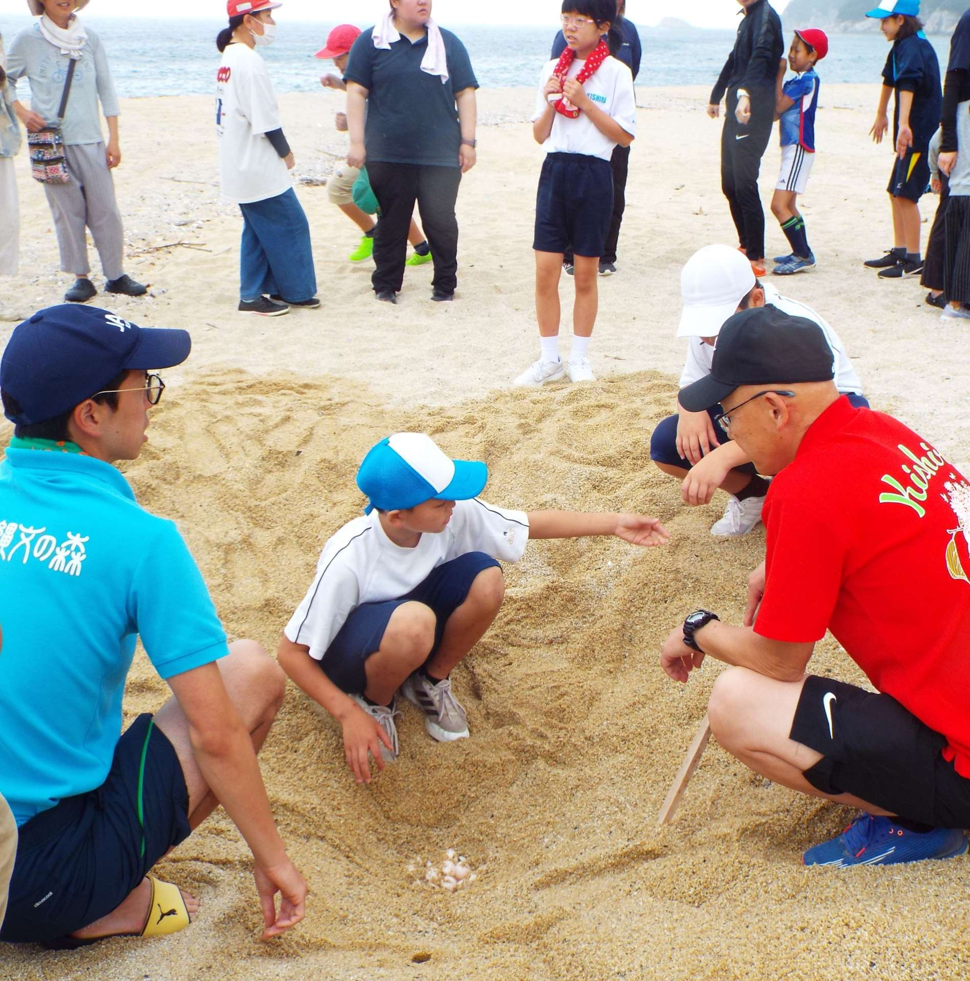 ウミガメの卵の採卵をする岸良学園の児童生徒ら＝肝付町の岸良海岸（同校提供）