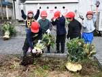 〈関連〉大きな大根を引き抜き大喜びの児童たち＝南九州市川辺の高田小学校