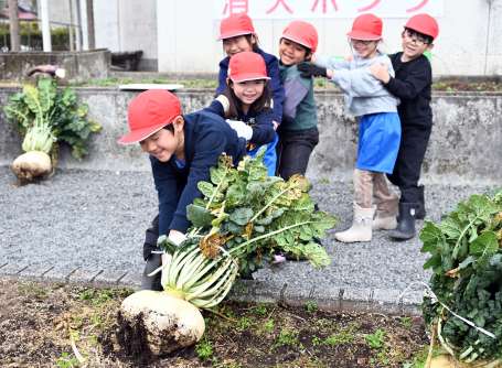 まるで、おおきなかぶ…力を合わせて桜島大根を引き抜く児童たち＝南九州市川辺の高田小学校