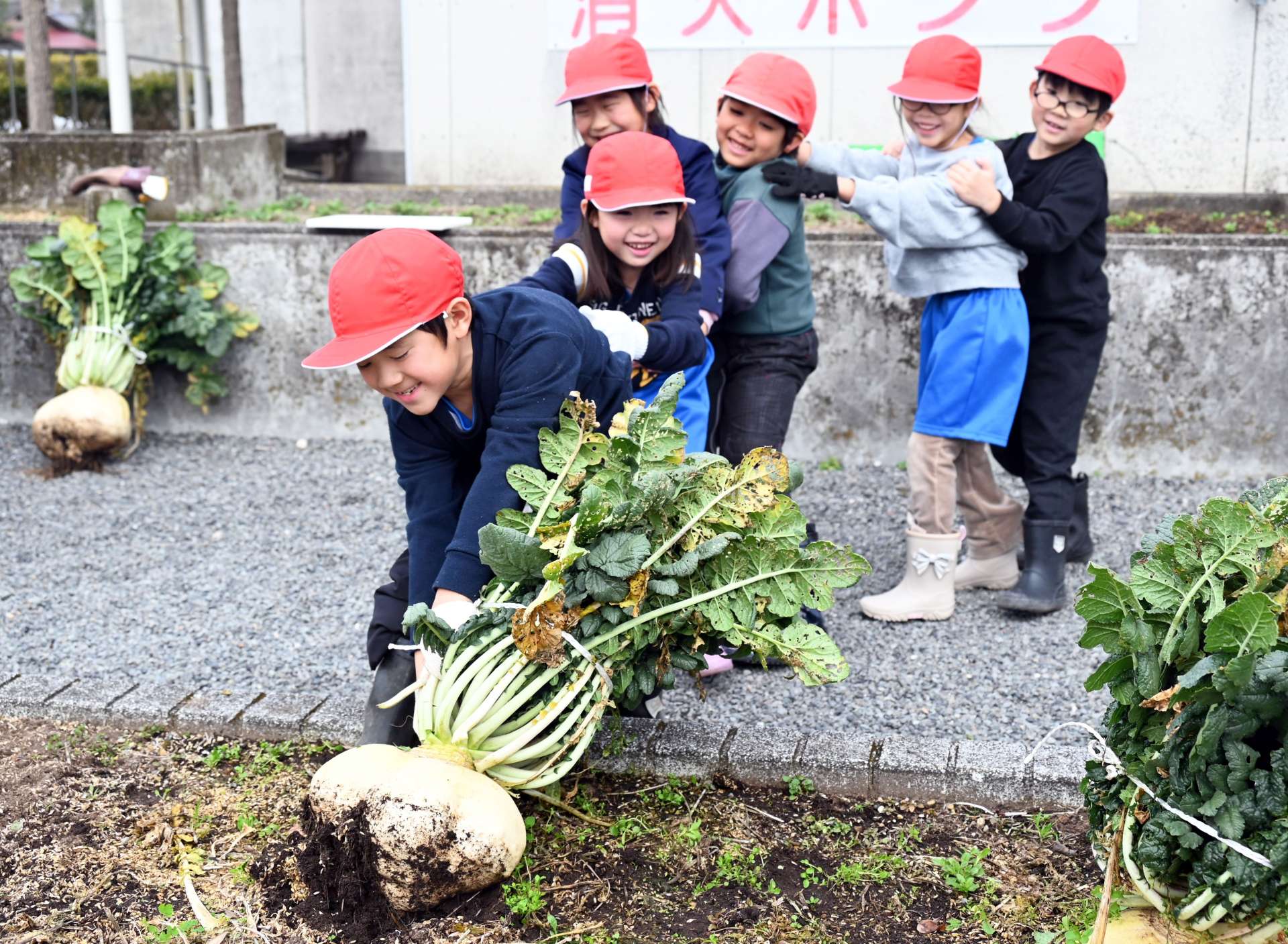まるで、おおきなかぶ…力を合わせて桜島大根を引き抜く児童たち＝南九州市川辺の高田小学校