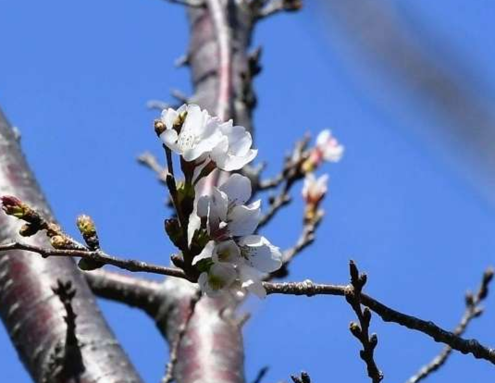 〈資料写真〉２０２４年３月２９日、平年より３日遅れて開花した鹿児島地方気象台のソメイヨシノ標本木＝鹿児島市