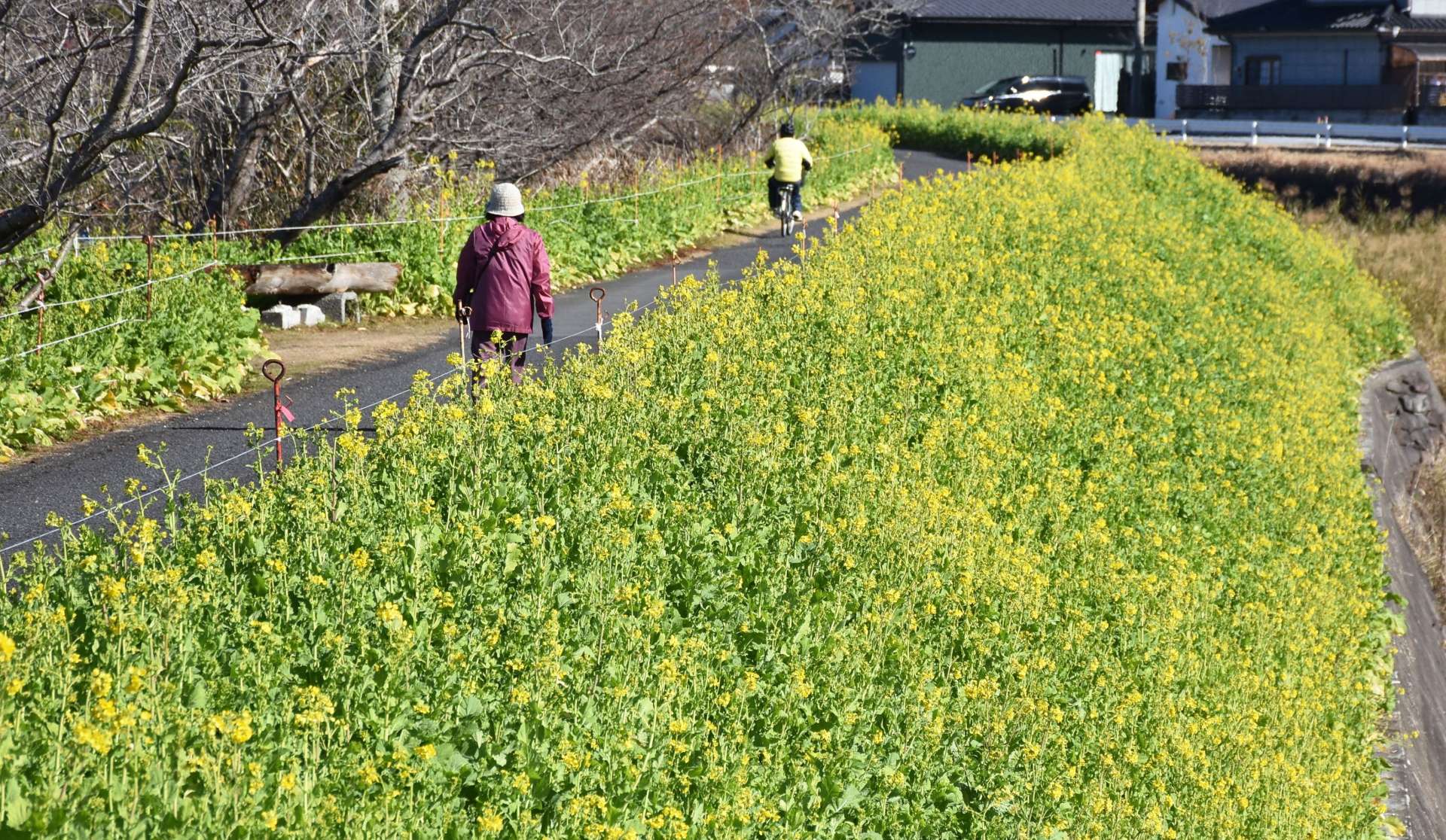 見頃を迎えた「菜の花ロード」