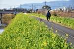 見頃を迎えた「菜の花ロード」＝３１日、姶良市加治木