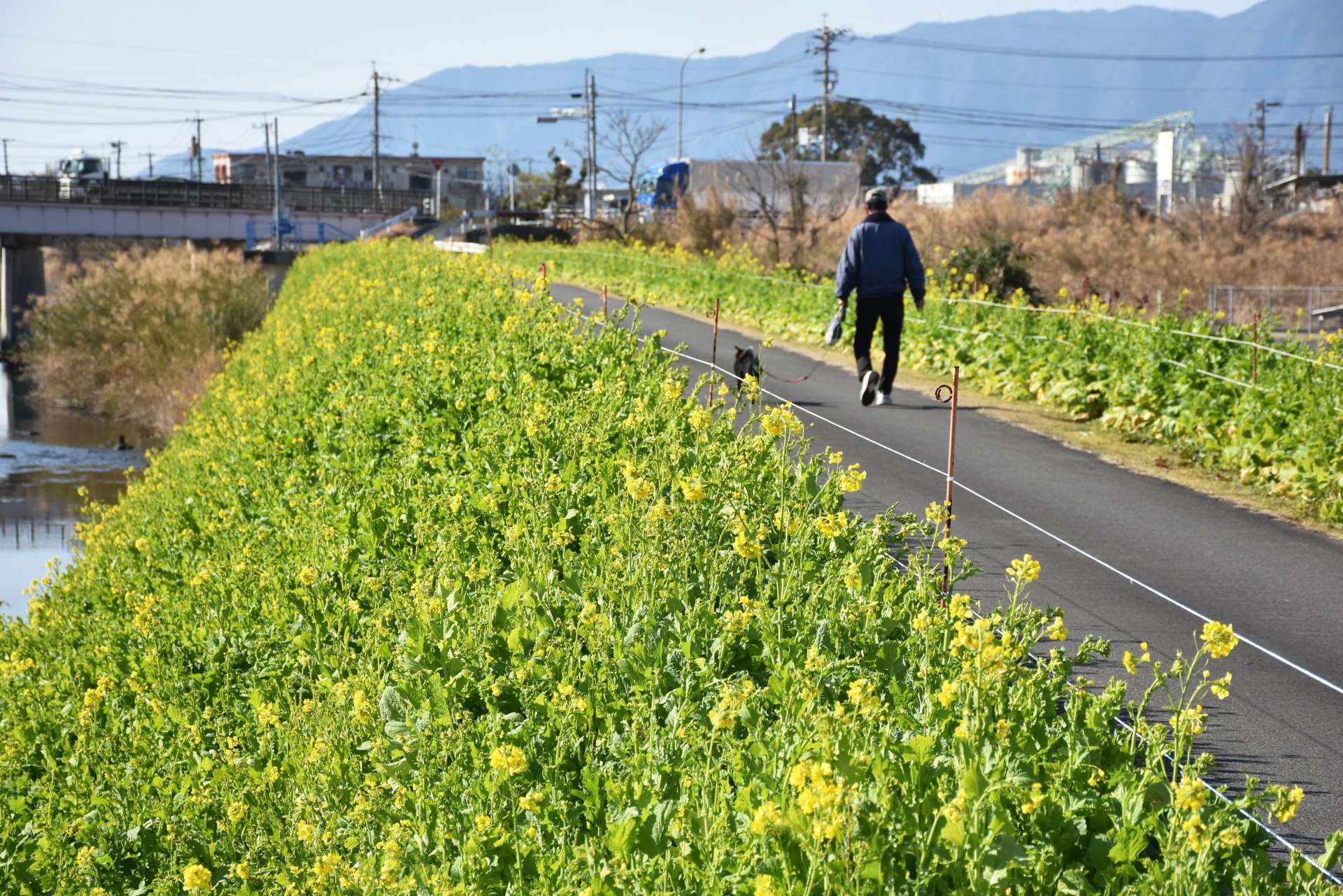見頃を迎えた「菜の花ロード」＝３１日、姶良市加治木