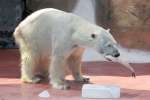 ３月２３日で公開が終わるホッキョクグマのライト（平川動物公園提供）