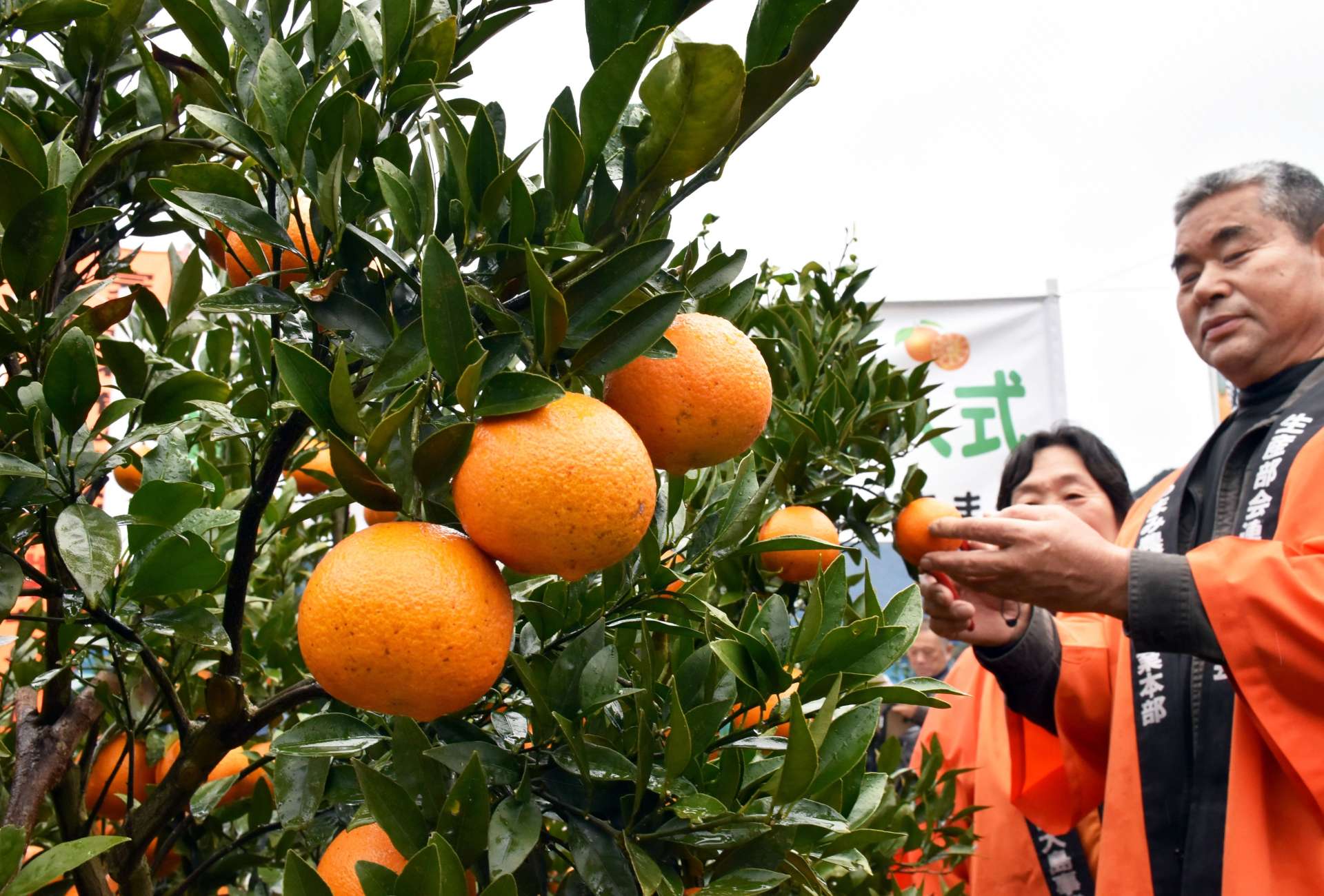 鮮やかに色づいたタンカン＝１日、瀬戸内町古志