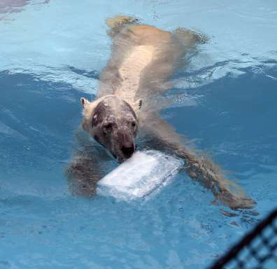 〈関連〉２０２４年７月、氷に抱きつくホッキョクグマのライト＝鹿児島市の平川動物公園