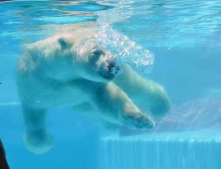 ２０２３年７月、プレゼントされた氷で遊ぶシロクマのライト＝鹿児島市の平川動物公園