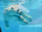 ２０２３年７月、プレゼントされた氷で遊ぶシロクマのライト＝鹿児島市の平川動物公園