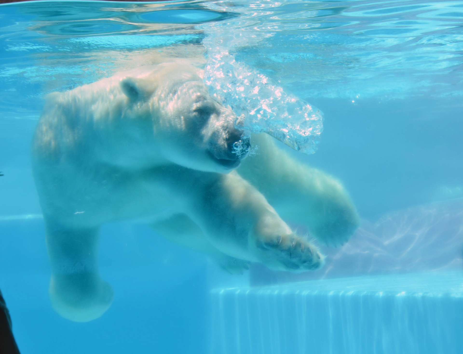 ２０２３年７月、プレゼントされた氷で遊ぶシロクマのライト＝鹿児島市の平川動物公園