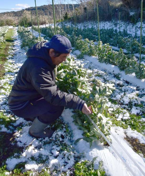 〈資料写真〉大雪の被害を受けたソラマメの畑＝２０２３年１月２５日、指宿市西方
