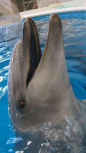 ２月中旬にも２度目の出産を予定するマール＝鹿児島市のかごしま水族館