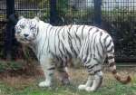 生前のホワイトタイガーのカイ（平川動物公園提供）