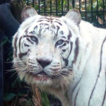 生前のホワイトタイガーのカイ（平川動物公園提供）