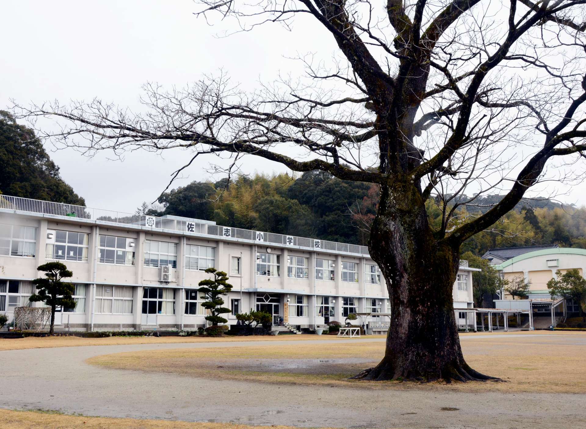 校歌に登場する佐志小学校のシンボルのセンダンの木＝１月２９日、さつま町広瀬