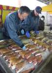 キックオフイベントで販売された鮮魚や地元の野菜＝指宿市の山川町漁協水揚げ場