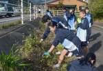 外来植物を駆除する生徒＝龍郷町浦