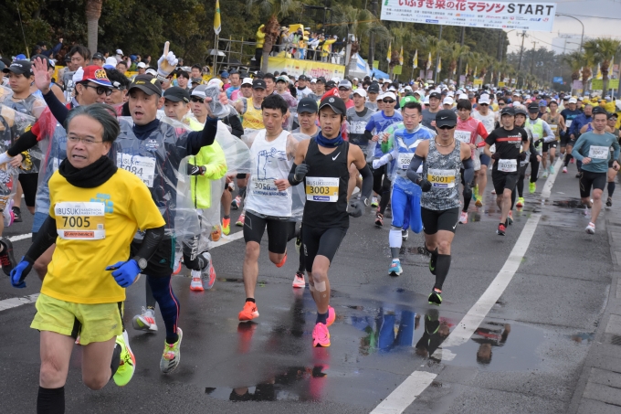 一斉にスタートするいぶすき菜の花マラソンのランナー＝１月１２日、指宿市東方