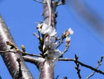 ２０２４年３月２９日、平年より３日遅れて開花した鹿児島地方気象台のソメイヨシノ標本木＝鹿児島市