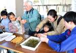 アマモの苗付け準備に挑戦する子どもたち＝志布志市の志布志漁業協同組合