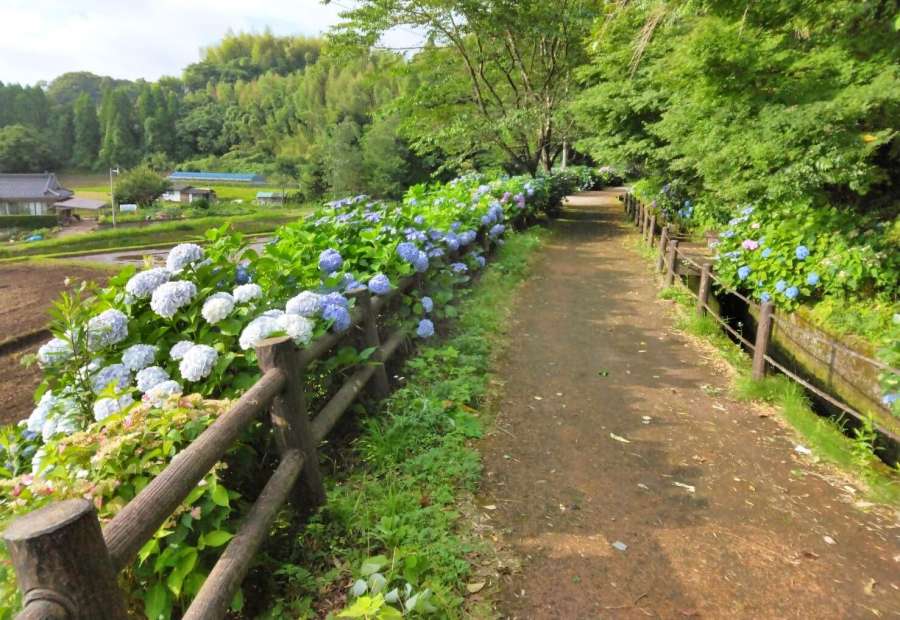 【景観部門】「関吉のアジサイロード」（鹿児島市提供）