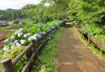 【景観部門】「関吉のアジサイロード」（鹿児島市提供）