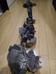 鹿児島県立博物館に寄贈する前の、サツマウツノミヤリュウの頭部（手前）から頸椎前方にかけての部分