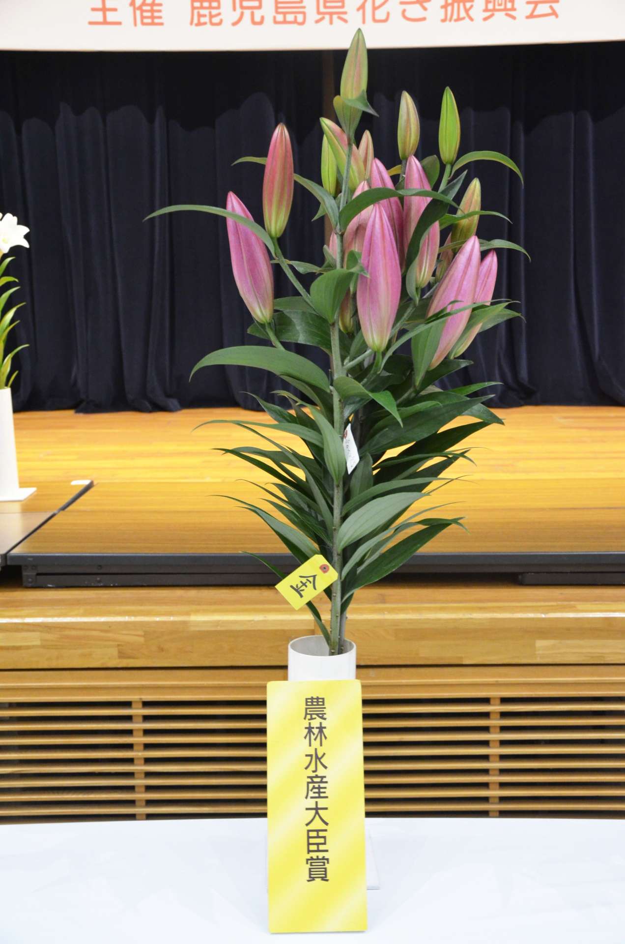最高賞の農林水産大臣賞に選ばれたオリエンタルユリ＝２０日、鹿児島県庁