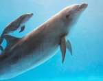 マールに寄り添って泳ぐイルカの赤ちゃん＝鹿児島市のかごしま水族館（同館提供）