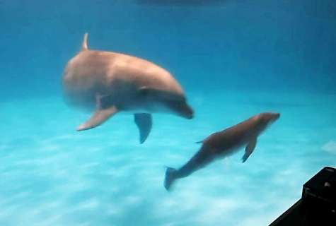 赤ちゃんを気遣うように寄り添って泳ぐマール（かごしま水族館提供）