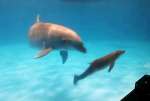 赤ちゃんを気遣うように寄り添って泳ぐマール（かごしま水族館提供）