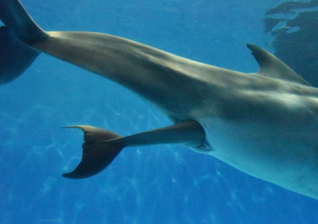 頑張れ！　マールの体内から出てこようとする赤ちゃん（かごしま水族館提供）