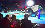多彩な演技をするゾウのショーに見入る来場者＝２８日、鹿児島市のドルフィンポート跡地特設会場
