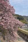 見頃を迎えた證海寺の桜＝２月２７日、阿久根市大川