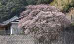 見頃を迎えた證海寺の桜＝阿久根市大川